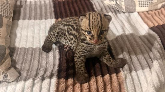 La cría de ocelote rescatada tras ser encontrada por ciudadanos en la vía a Tenguel, en Guayas, el 23 de octubre de 2026.