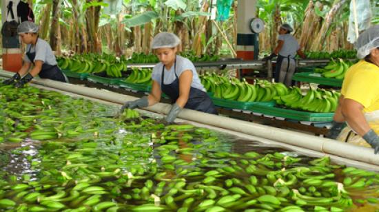 El MInisterio de Agricultura fijo la caja de banano local en USD 6,30. 