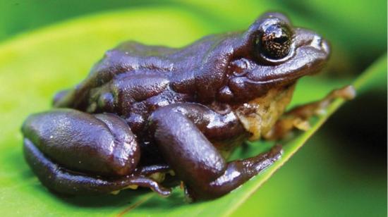 La nueva especie de rana del género Pristimantis fue por un equipo de investigadores en el Parque Nacional Podocarpus de Ecuador.