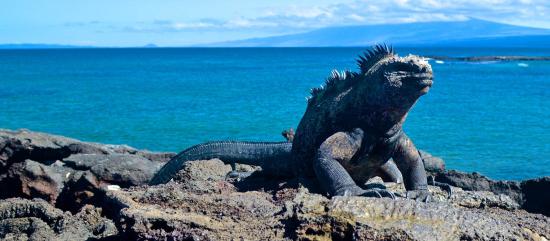 Galápagos, situado a unos mil kilómetros de Ecuador, está formado por 13 islas grandes.