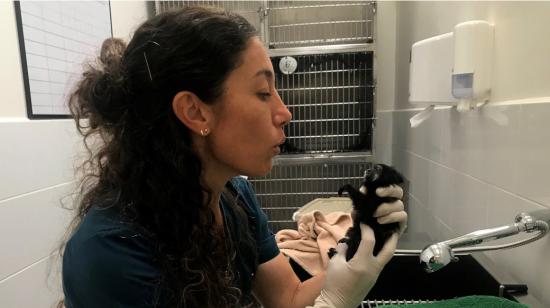 Carolina Sáenz, coordinadora médica del Hospital de Fauna Silvestre Tueri de la Universidad San Francisco de Quito.