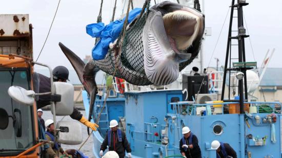 Una ballena minke es descargada en el puerto de Kushiro. Japón cazará ballenas con fines comerciales, por primera vez desde 1982, después de que el Gobierno decidiera retirarse de la Comisión Ballenera Internacional.