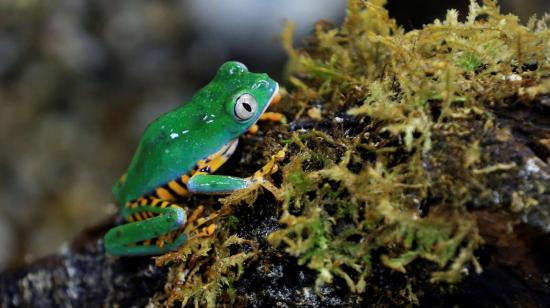 Una rana de laboratorio en la Balsa de los Sapos, en la Pontificia Universidad Católica del Ecuador, donde se estudia a más de 1.500 especies de anfibios.