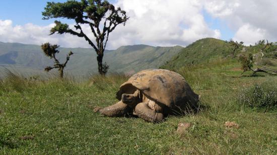 La expedición académica a Galápagos cuenta con la colaboración de National Geographic y la Fundación para el Desarrollo de América Latina (Fidal).