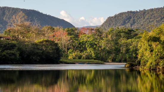 El Gobierno anunció el Plan Nacional de Reforestación 2019-2030.
