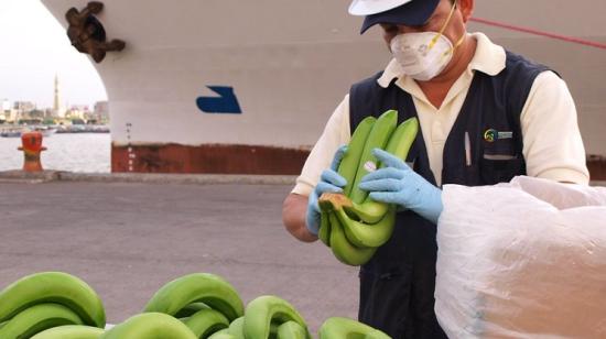 El Plan de Contingencia de Agrocalidad contra el hongo Foc R4T incluye el control de la fruta en puertos. 