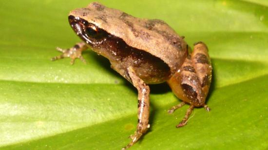 Rana sureña de Ecuador