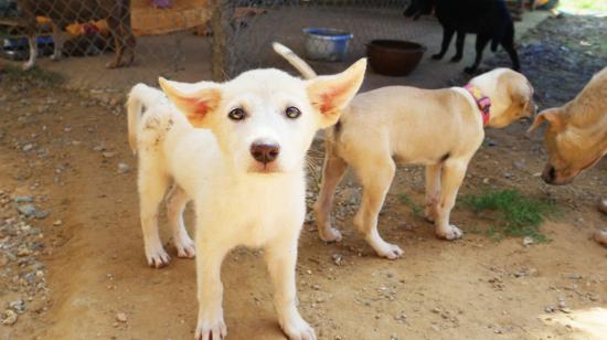 Imagen referencial de un refugio de perros abandonados.