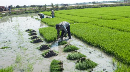 Productores de arroz en plena cosecha, en la región Costa. 