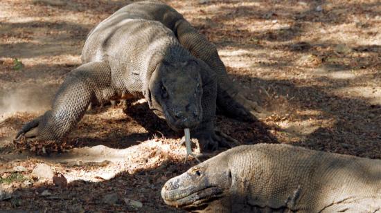 Por primera vez se muestra el genoma del dragón de Komodo