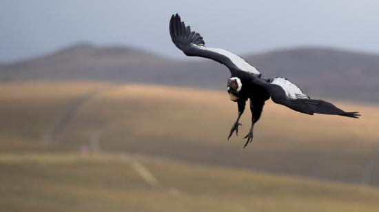 Imagen de un cóndor andino volando en los territorios de la reserva Antisanilla, cerca de Quito.