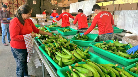 Las medidas de Agrocalidad contra el hongo Fusarium Raza Tropical 4 incluye visitas y capacitación a pequeños productores. 