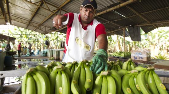 Hacienda productora de banano en la provincia de Los Ríos.