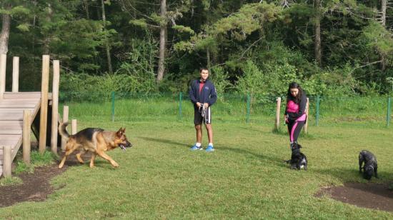 Personas juegan con sus mascotas en el parque La Armenia, en el Valle de Los Chillos, en junio de 2019.