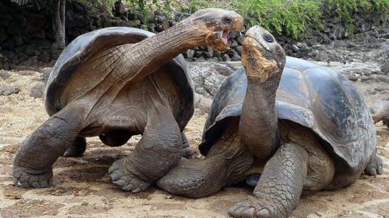 Imagen referencial de dos tortugas gigantes en el Parque Nacional Galápagos.