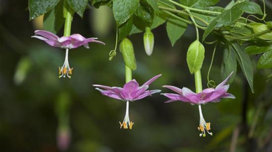 Imagen referencial de una de las orquídeas existentes en el Jardín Botánico de Quito.