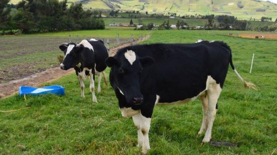 Diariamente la industria láctea produce 5,4 millones litros de leche. 