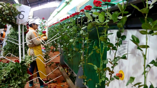 La floricultura genera casi 100.000 empleos directos e indirectos. 