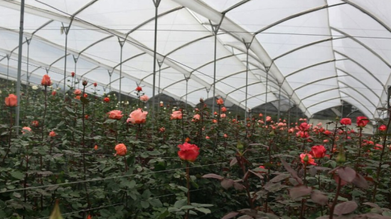 La calidad de la flor ecuatoriana se debe en parte a la altitud en la que se produce.