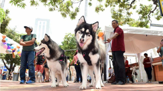 Cientos de mascotas coparon el Malecón 2000, que abrió sus puertas a perros y gatos el pasado domingo 20 de octubre. 