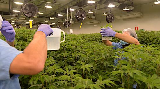 Trabajadores cultivan plantas de marihuana medicinal en Montevideo, Uruguay, el 29 de octubre.