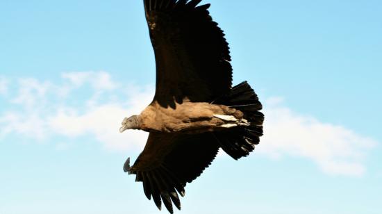 Fotografía del 16 de julio del 2019, muestra un cóndor andino en la Reserva Antizanilla al suroeste de Quito.