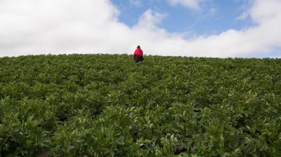 Los cultivos corren riesgo debido a la caída de nieve por las bajas temperaturas.