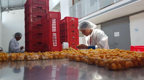 Golden Sweet Spirit exportará 1.500 kilogramos de uvilla a Estados Unidos. 