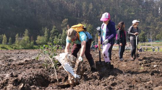 Voluntarios sembrando árboles de arupos en Quito, el sábado 14 de diciembre de 2019.