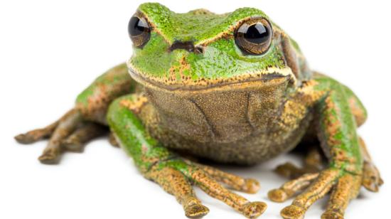 Rana marsupial de Yacuri, Provincia de Loja.