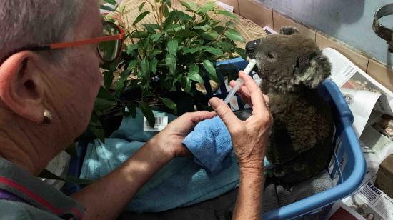 Un koala quemado, llamado Anwen, rescatado de la reserva natural de Lake Innes, recibe atención en el hospital de koalas Macquarie.