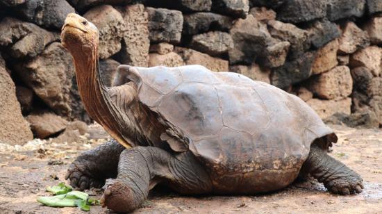 Fotografía del 9 de enero de 2020, cedida por el Parque Nacional Galápagos, que muestra a Diego, la tortuga gigante de la isla Española.