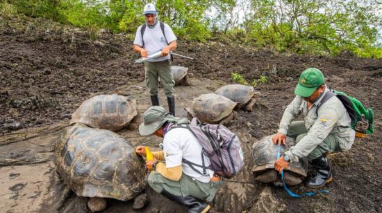 La expedición científica localizó 30 tortugas gigantes híbridas.