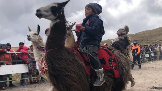 Uno de los jinetes de llama durante la competencia en los páramos de Cotopaxi.