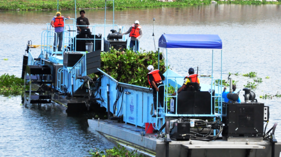 El aumento de lechuguines es uno de los aspectos que complica la potabilización de las aguas del río Daule.