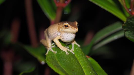 Pristimantis atratus es una de las especies encontradas en el Abra de Zamora