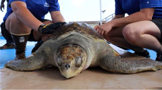 Dos hombres fueron captados en video el pasado 5 de marzo mientras faenaban a una tortuga en peligro de extinción, en Playas. 