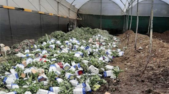 Los bouquets de flores se agrupan en una plantación en Ecuador porque no pueden ser vendidos por el cierre de mercados.