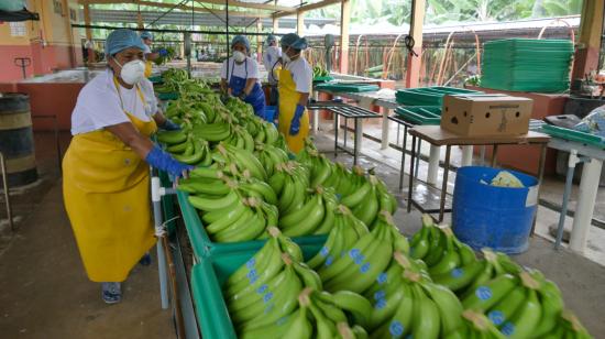 Imagen de archivo de una finca de banano orgánico en la Costa, en febrero de 2019. 
