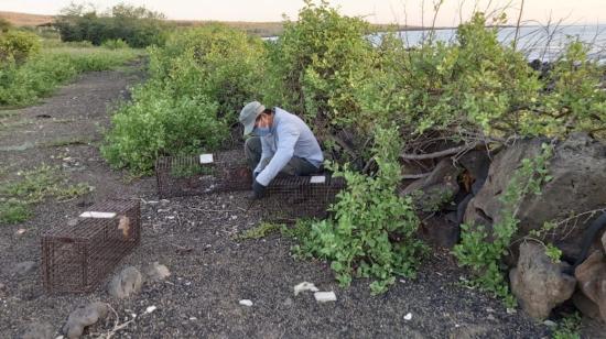 Un guardaparques pone trampas para el control de gatos ferales cerca a las zonas de anidación de los reptiles, en el Puerto Velasco Ibarra este jueves 30 de abril. 