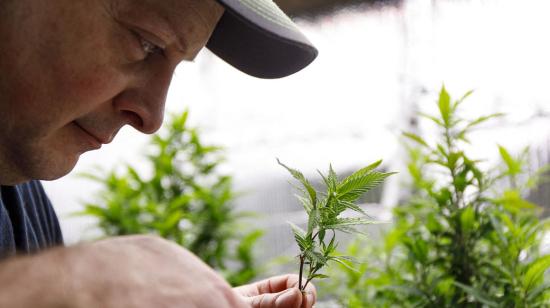 Un hombre corta clones de una planta de marihuana en su casa, en Illinois, el 11 de febrero de 2020. 