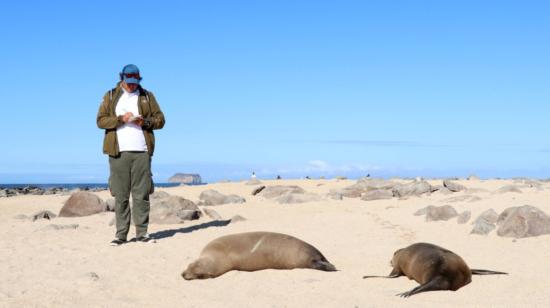 Dos lobos marinos descansan en una de las playas de las islas Galápagos, el 27 de deciembre de 2019.