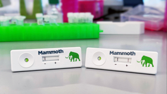 Prototipo de prueba CRISPR para detectar covid-19 de Mammoth.