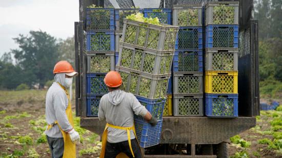 Trabajadores de una empresa ecuatoriana dedicada a la siembra y venta de legumbres, el 1 de abril de 2020.