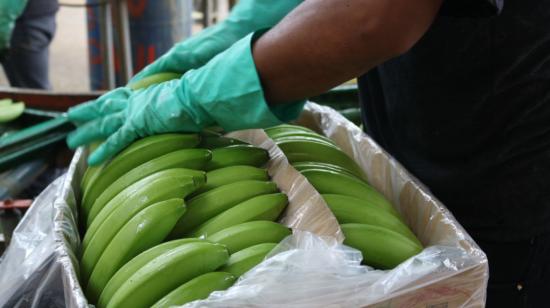 Una persona prepara una caja de banano para exportación en junio de 2020. 