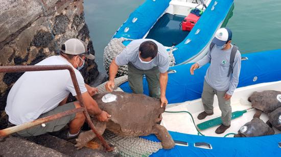 Funcionarios del Parque Nacional Galápagos mientras cargan 15 tortugas, entre ellas al famoso Diego, para repatriarlos a la isla Española, el 14 de junio de 2020 en las islas Galápagos.