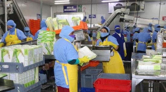 Personal de Promaoro, empresa empacadora de camarón de exportación, trabajando en la provincia de El Oro, el 10 de junio de 2020. 