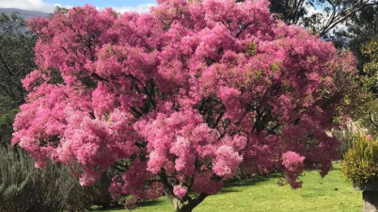 Un arupo en el norte de Quito, el 17 de agosto de 2019.