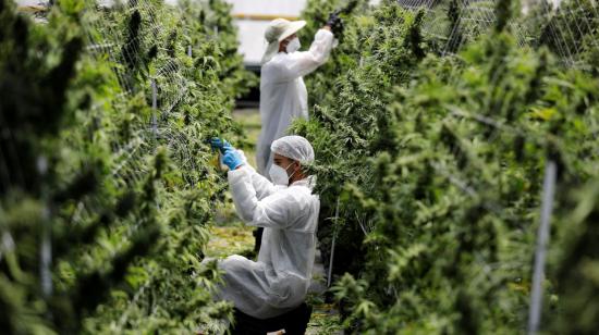Empleados inspeccionan cannabis medicinal en una empresa en Israel, el 24 de junio de 2020. 
