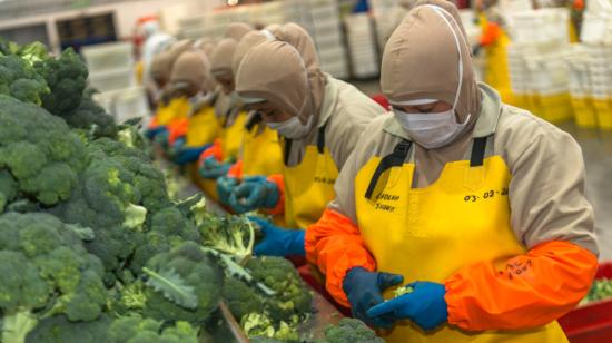 Trabajadores en la planta de Provefrut, en el cantón Latacunga, en 2020. 